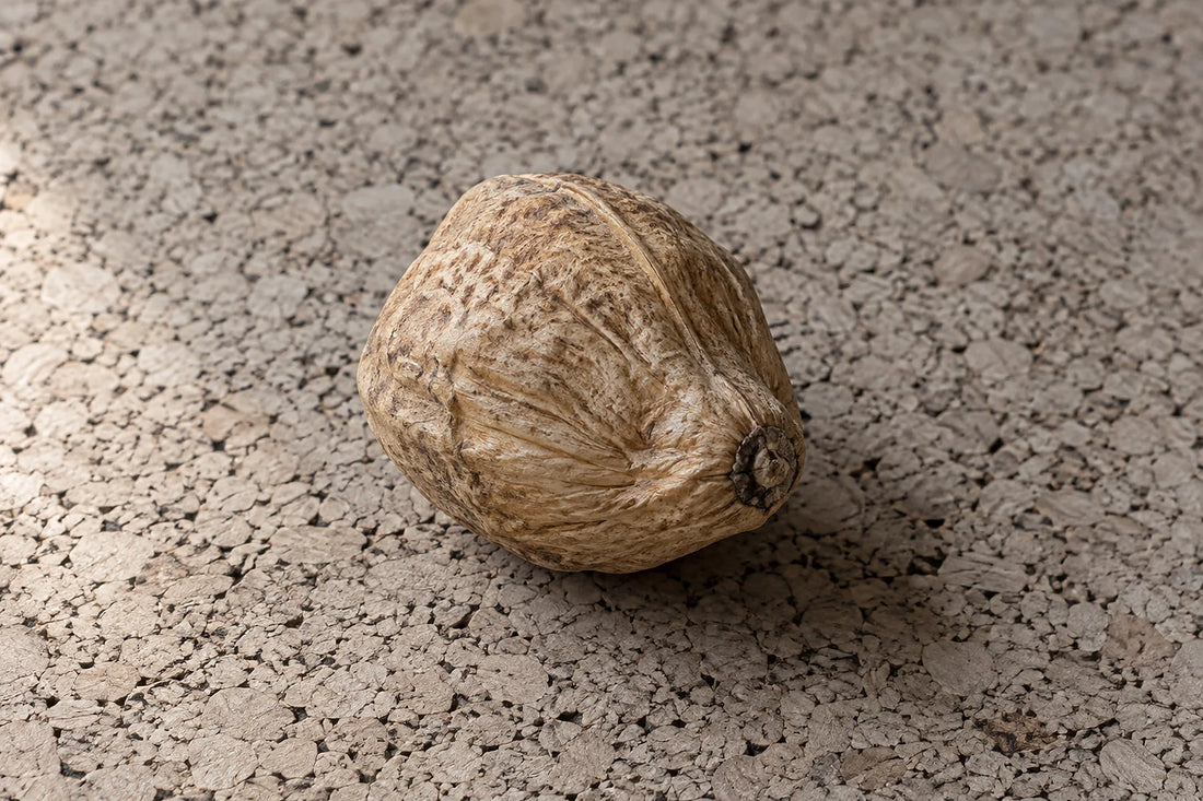 Natural window light illuminates one loose natural bodhi seed with an irregular textured shell.